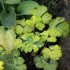 Аквилегия обыкновенная "Variegata" (семена)
